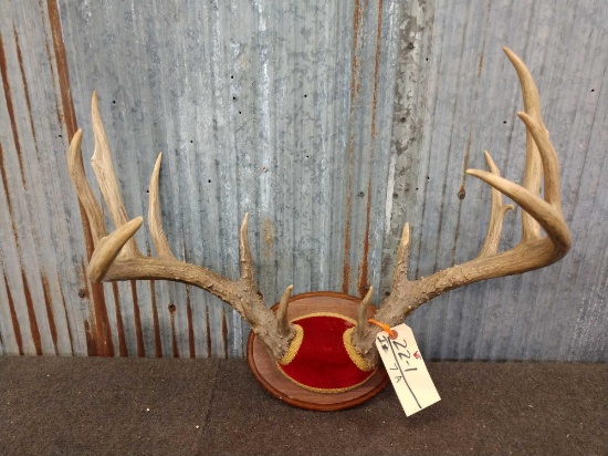 5x5 Whitetail Rack On Plaque