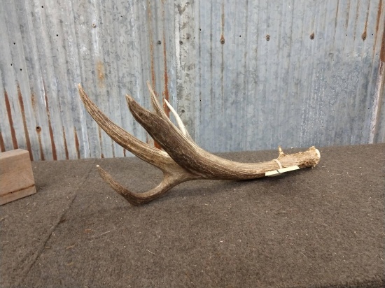 4 Point Mule Deer Shed With Flyer