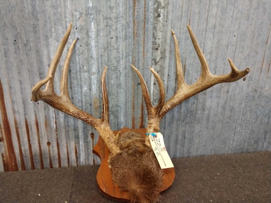 4x5 Whitetail Rack On Plaque