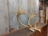 BIG Caribou Rack On Skull Plate HUGE Tops 41