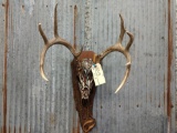 5x5 Whitetail On Hand Painted Skull
