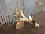 17 Point Whitetail Shed Forked & Palmated Brow Tine