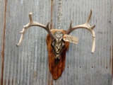 5x5 Whitetail On Hand Painted Skull