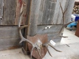 Vintage 6x6 Elk Antlers On Plaque