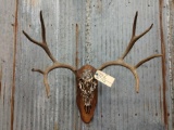 4x4 Mule Deer On Hand Painted Skull
