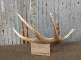 Wild Typical 4 Point Whitetail Shed Great Color