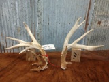 Whitetail Sheds R 74