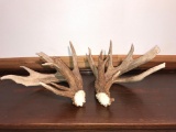 Huge Preserve Whitetail Sheds Double Main Beam