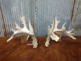 Whitetail Sheds R 87