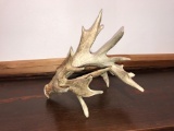 HEAVY Mass 17 Point Whitetail Shed Antler
