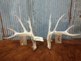 Whitetail Sheds R 73