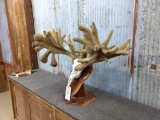HUGE Whitetail Antlers On Skull?This Piece Is All Real Antler With Artificial Velvet Applied