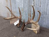 Set Of 4x4 Canadian Whitetail Sheds Rich DARK Color