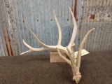 Big 9 Point Whitetail Shed