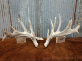 Whitetail Sheds R 94