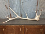 Single 6 Point Elk Shed 8lbs