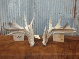 Whitetail Sheds 218