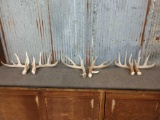 3 Sets Of Whitetail Sheds