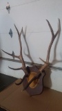 Good looking Wyoming 5x5 Elk rack