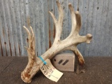 Heavy Whitetail Shed With 6