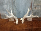 Whitetail Sheds 210