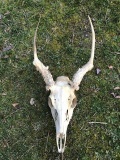 Weird Spike ? Barnacle? buck on skull