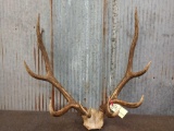 6x6 Red Stag Rack On Skull Plate