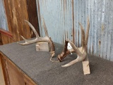 Set Of Wild 5x5 Whitetail Sheds Awesome Color