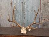 6x5 Elk Rack On Skull Plate