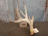 Big Main Frame 4 Point Whitetail Shed