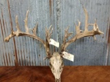 Mid 200 class Whitetail on skull plate