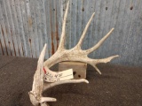 Main Frame 5 Point Whitetail Shed With Extras