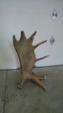 15 lbs Self Standing Moose shed