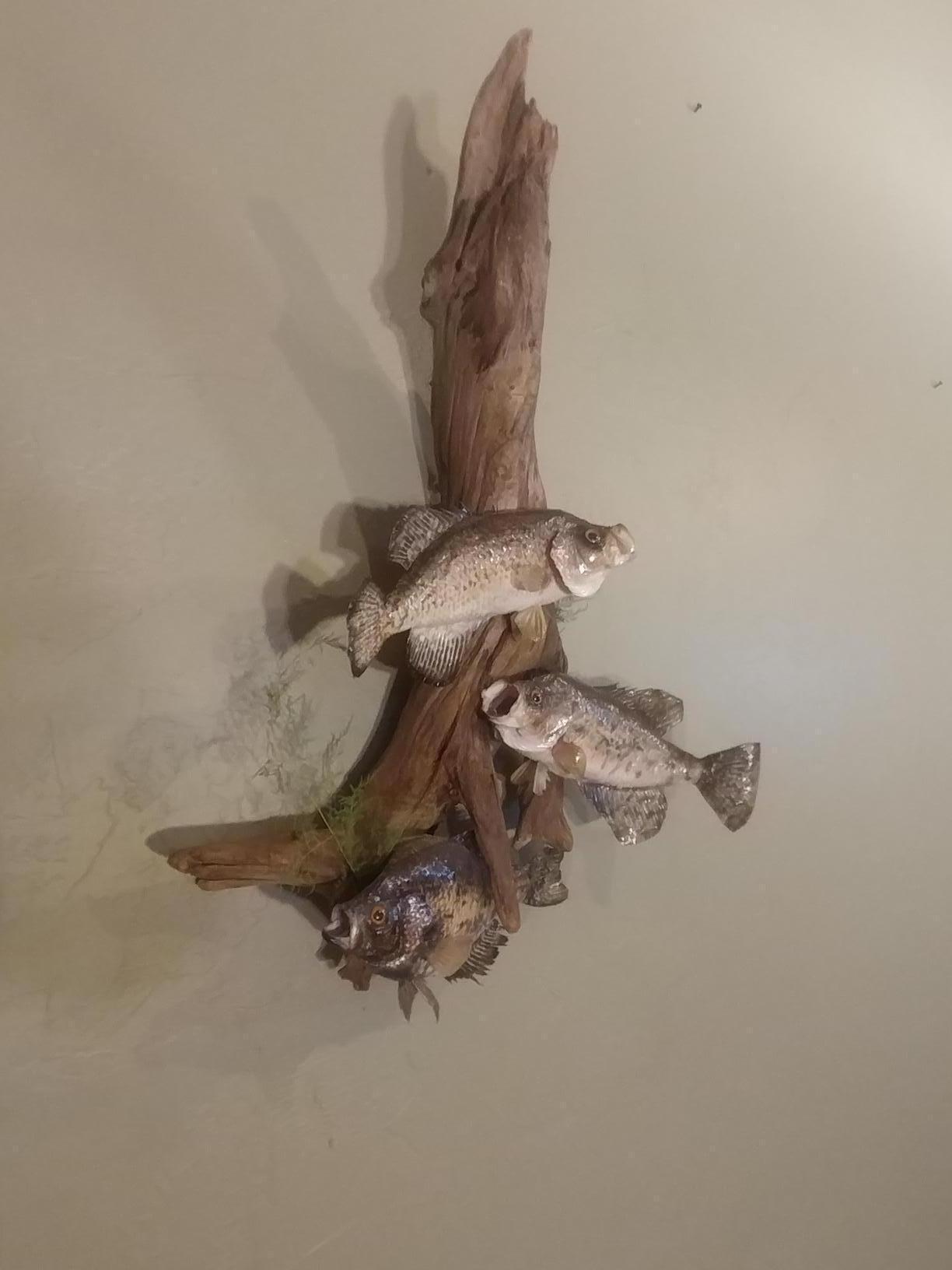 Real Skin Fish Mount 3 Black Crappie On Driftwood