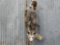 Full Body Mount Opossum Hanging By Tail