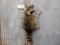 Full Body Mount Wall Hanging Raccoon