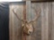 Red Stag Shoulder Mount