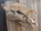 Outstanding full body mount mountain lion wall hanging piece