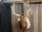 6 x 8 elk shoulder-mount