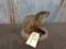 Brand New Mount Ground Hog Sitting Pose overall Dimensions 9