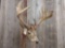 6x5 Whitetail Shoulder Mount