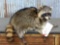 Full Body Mount Raccoon