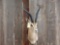 African Roberts gazelle shoulder mount