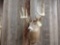 5x5 Whitetail Shoulder Mount