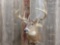 Wide 5x5 Whitetail Shoulder Mount