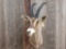 African roan antelope shoulder-mount