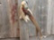 Golden Pheasant On Driftwood Hanger
