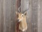 African Kob Antelope Shoulder Mount