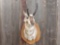 Shoulder Mount Pronghorn Antelope