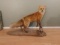 Full Body Mount Red Fox On Driftwood Base